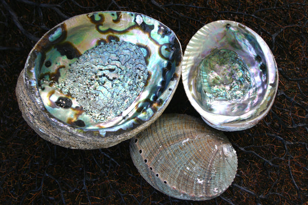 Natural Black and Green Abalone Shell
